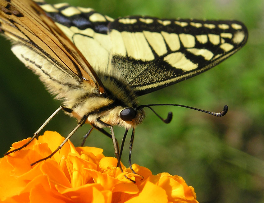 motyl