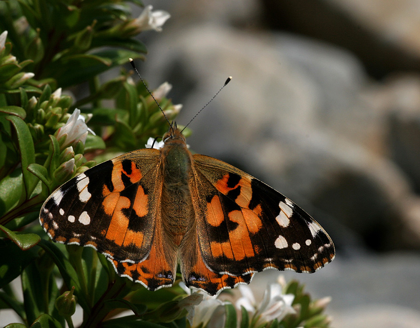 Cynthia cardui