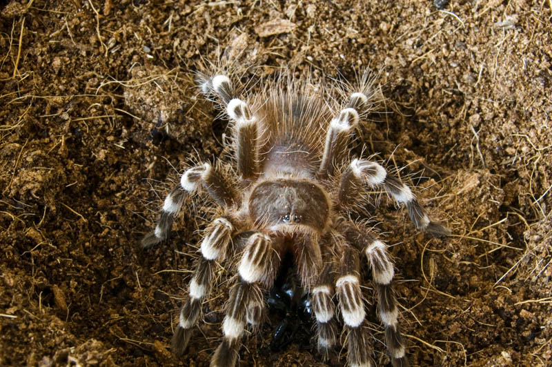 Acanthoscurria geniculata & Gryllus bimaculatus