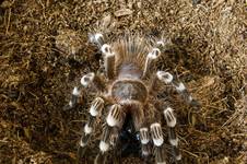 Acanthoscurria geniculata & Gryllus bimaculatus