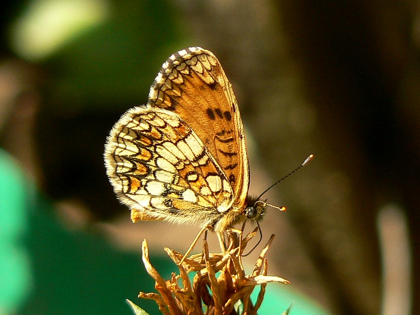 Dostojka niobe