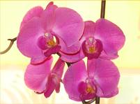 ORCHIDEA