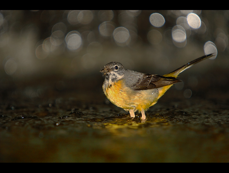 Gray Wagtail