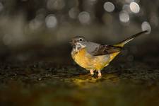 Gray Wagtail