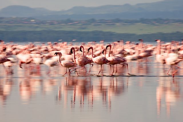 Taniec godowy flamingów