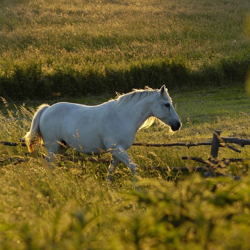 BIAŁA