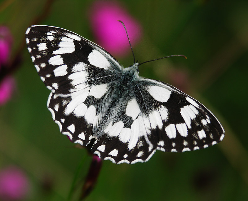 Polowiec szachownica (Melanargia galathea)