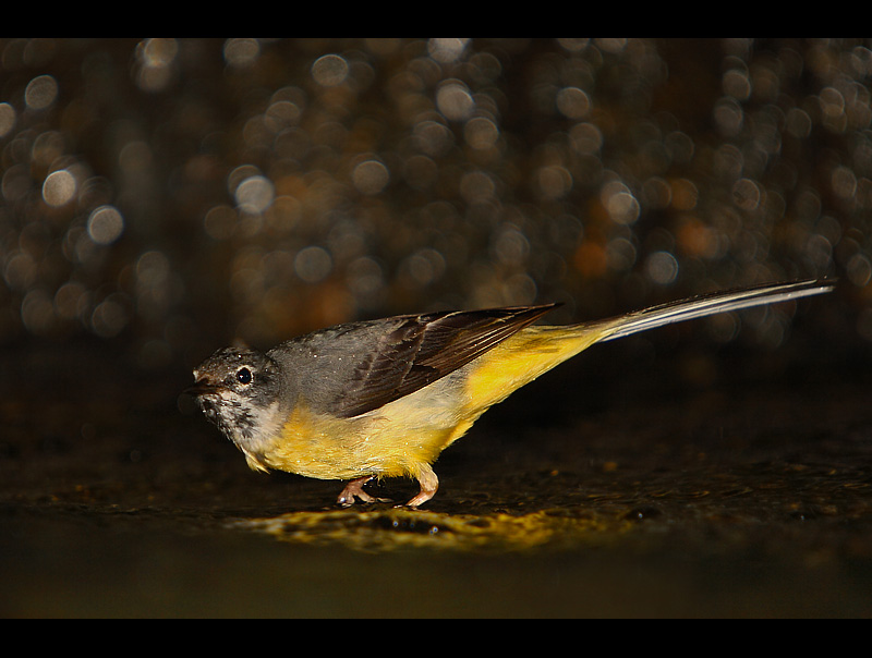 Polowanie Gray Wagtail