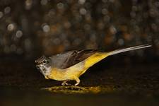 Polowanie Gray Wagtail