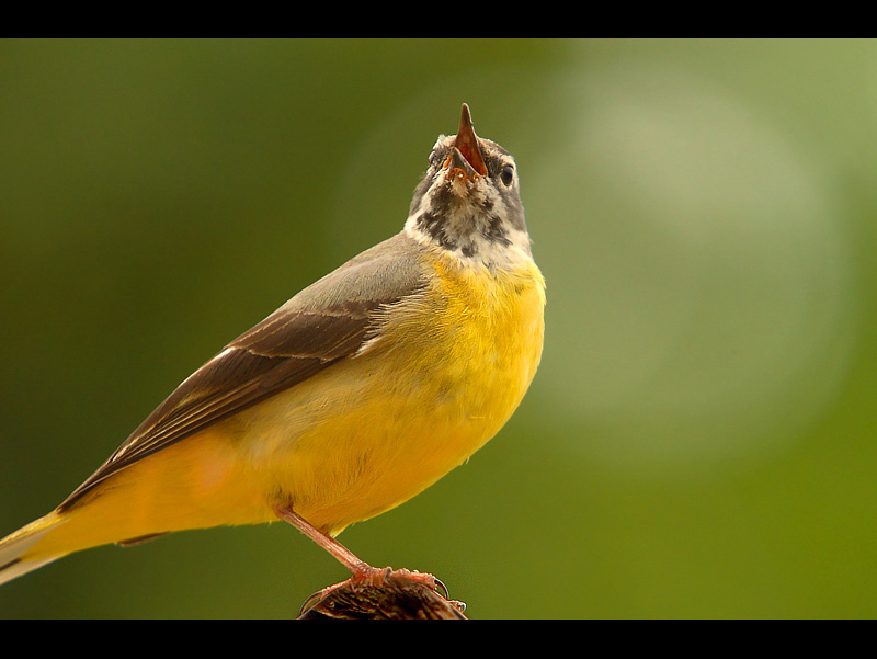 Gray Wagtail spiewający