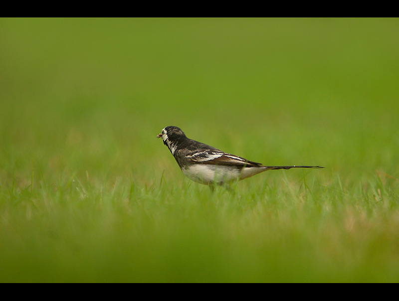 Black Wagtail -polowanie