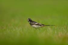 Black Wagtail -polowanie