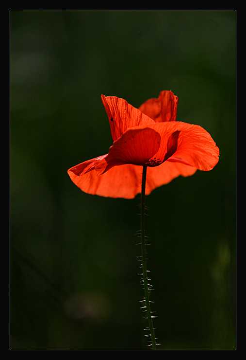 flamenco...