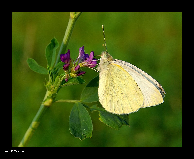 motyl-ek