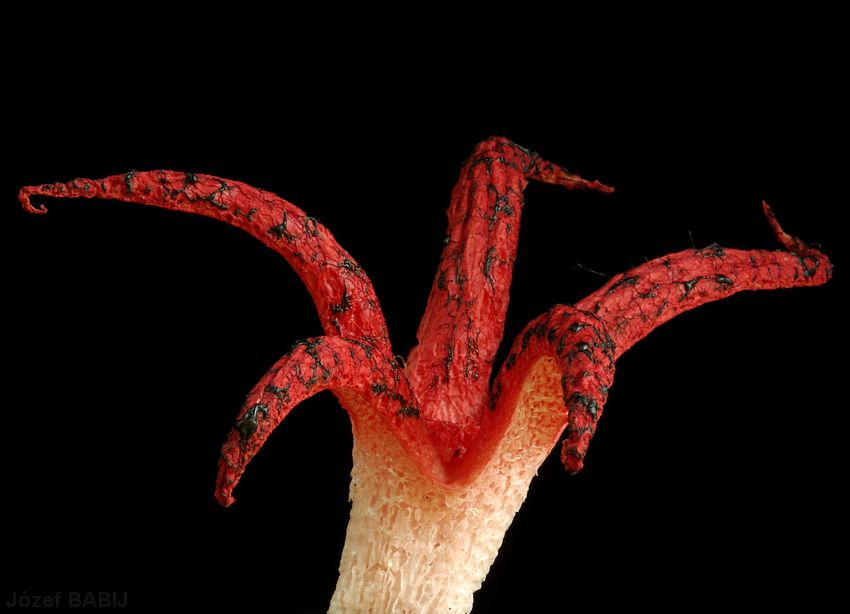 77 - Clathrus archeri (okratek australijski)