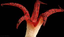 77 - Clathrus archeri (okratek australijski)