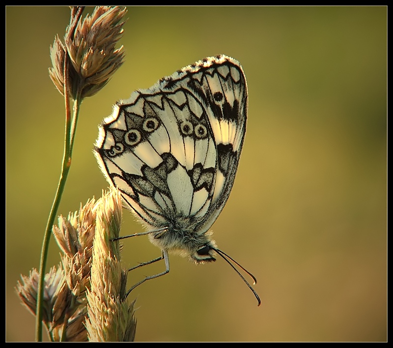 Melanargia galathea - Polowiec szachownica