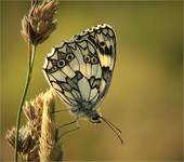 Melanargia galathea - Polowiec szachownica