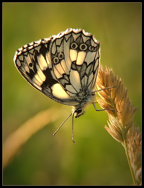 Melanargia galathea