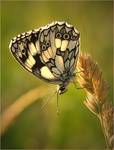 Melanargia galathea