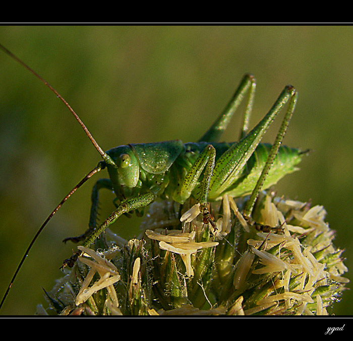 GRASSHOPPER