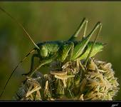 GRASSHOPPER