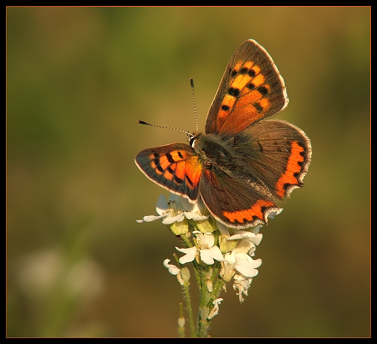 Czerwończyk nieparek (Lycaena dispar)