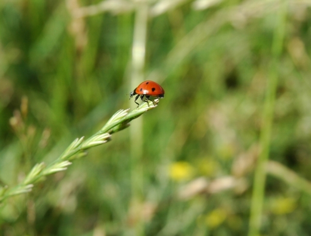 bierdonecka