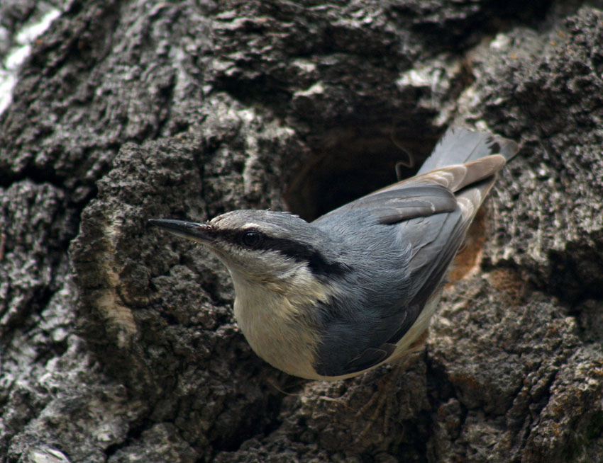 Kowalik (Sitta europaea)