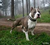 Amstaff