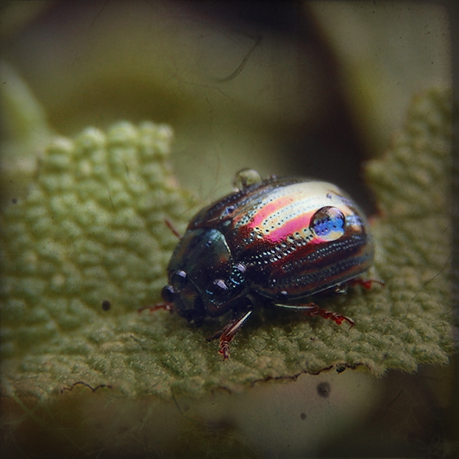 rosemary leaf beetle