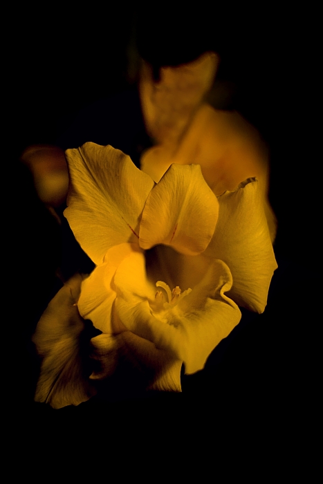 Gladiola odsłona kolejna