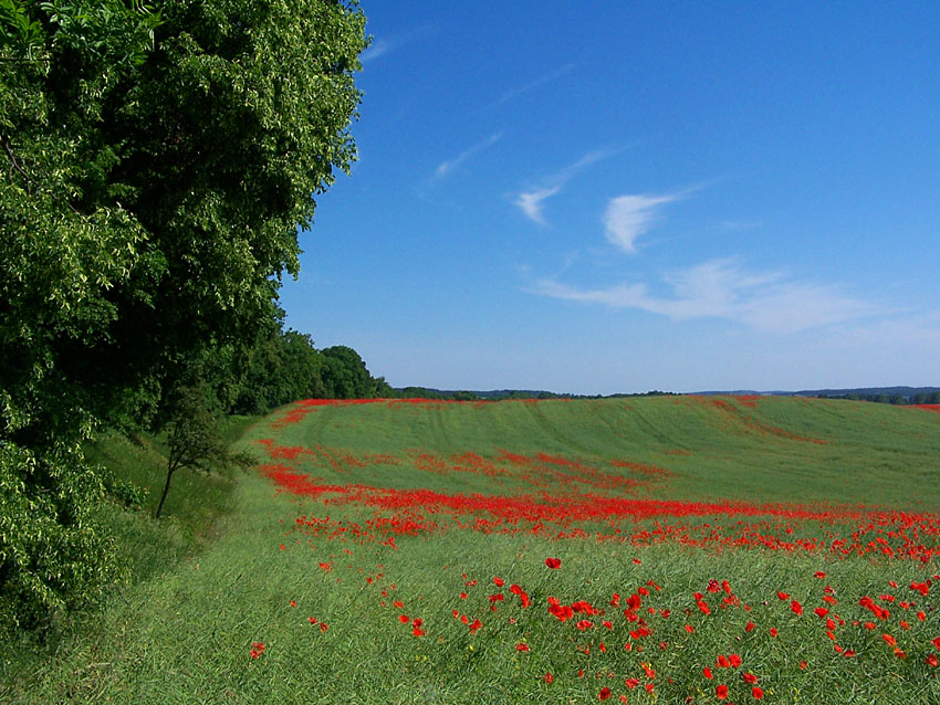 polny pejzażyk