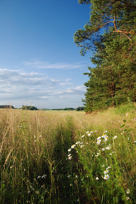 Polna ścieżka