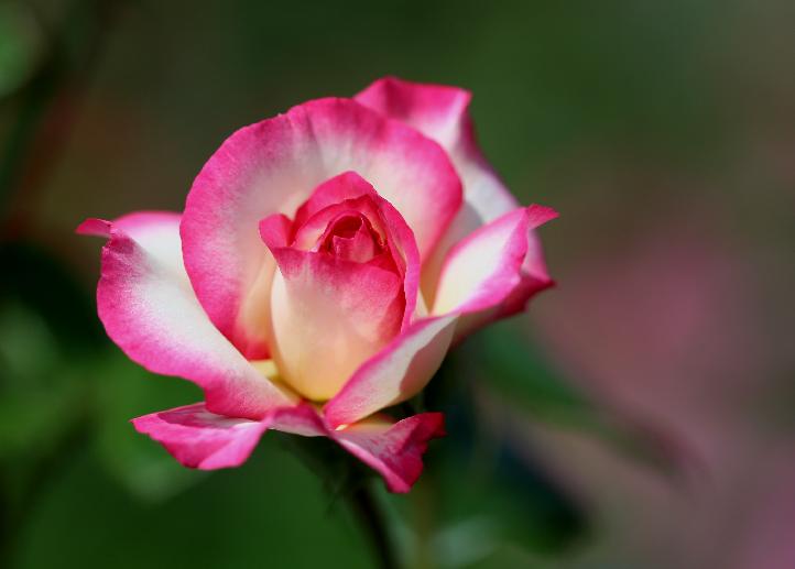 A pinky rose