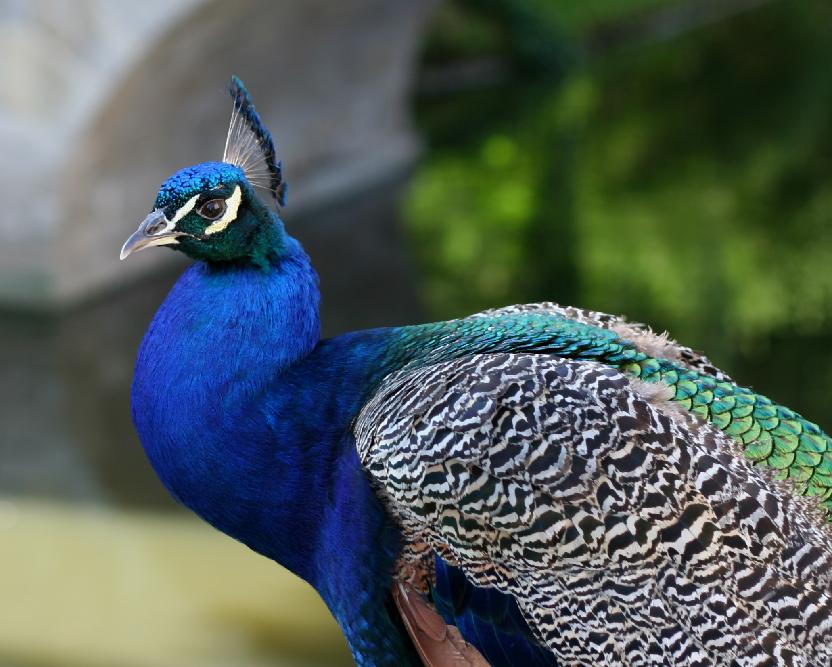 A blue peacock