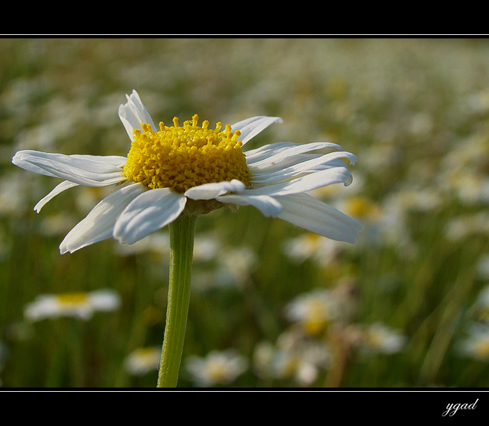 Matricaria perforata