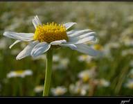 Matricaria perforata