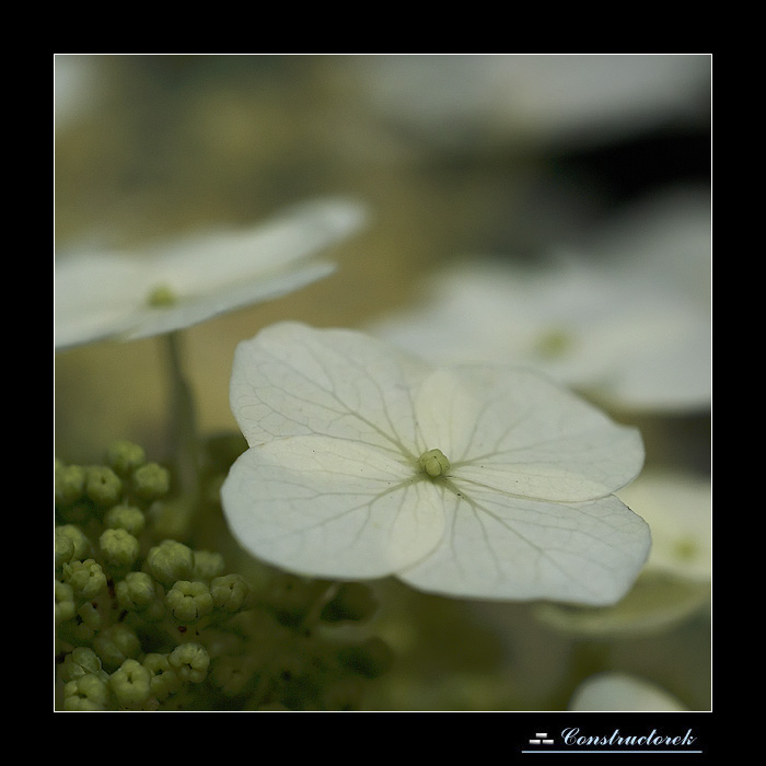 Hydrangea