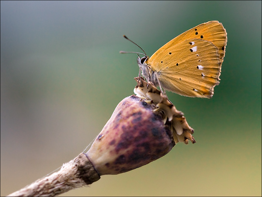 Motyl