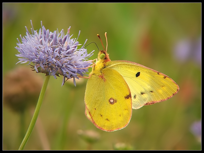 Szlaczkoń siarecznik (Colias hyale)