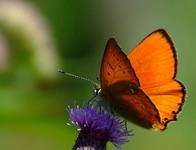 Motyl