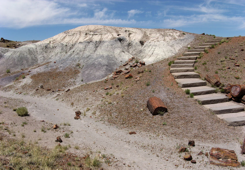 Petrified forest USA