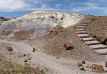 Petrified forest USA