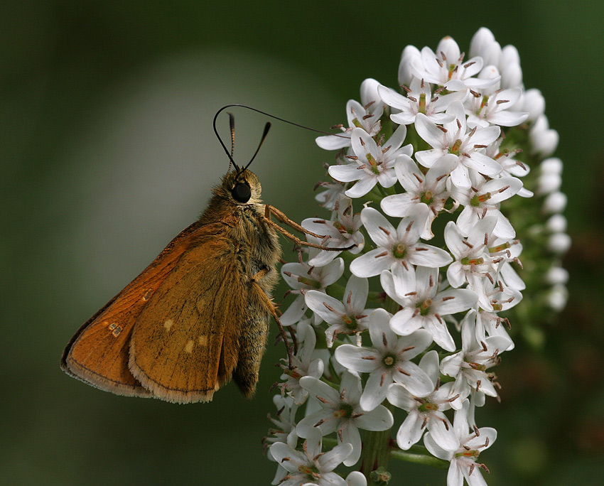 Ochlodes subhyalinus