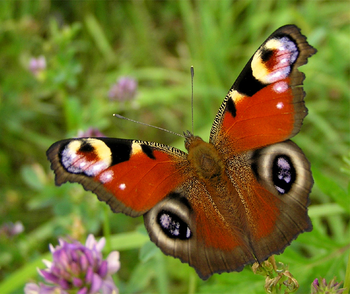 Rusałka pawik (Inachis io)