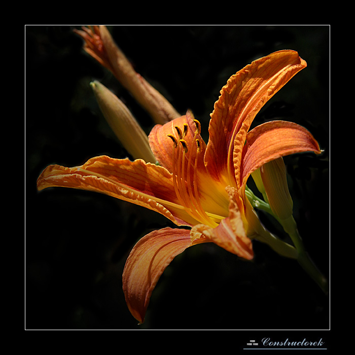 lilium