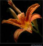 lilium