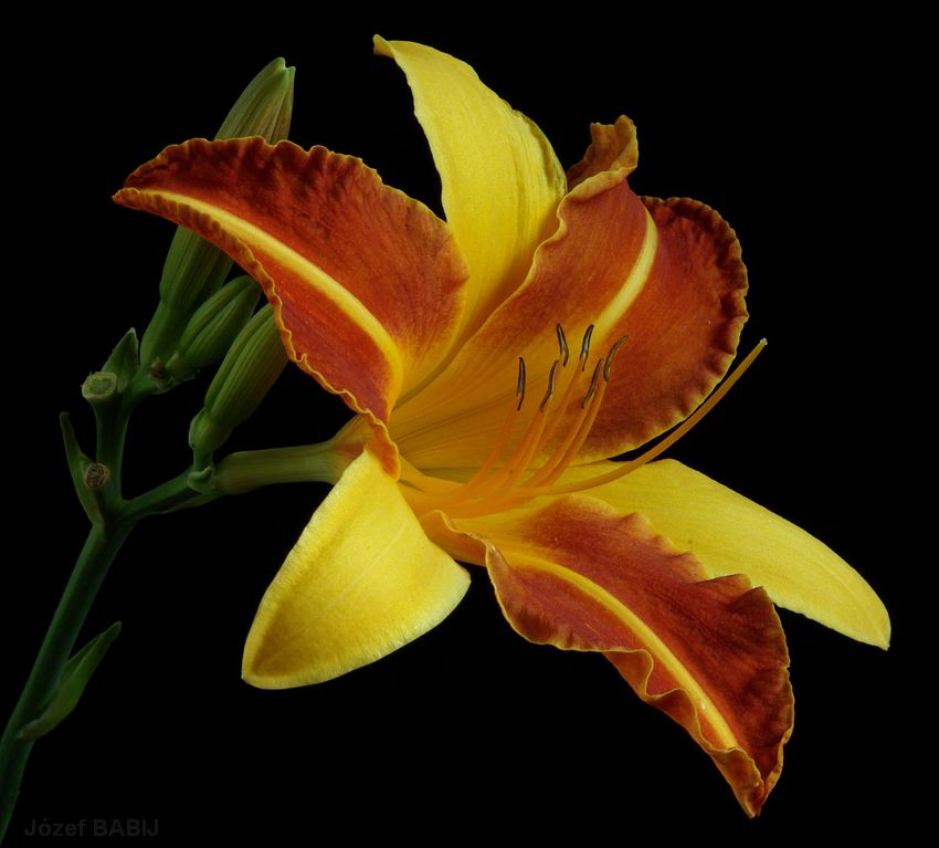 78 - Hemerocallis Frans Halls (Liliowiec)