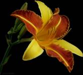 78 - Hemerocallis Frans Halls (Liliowiec)